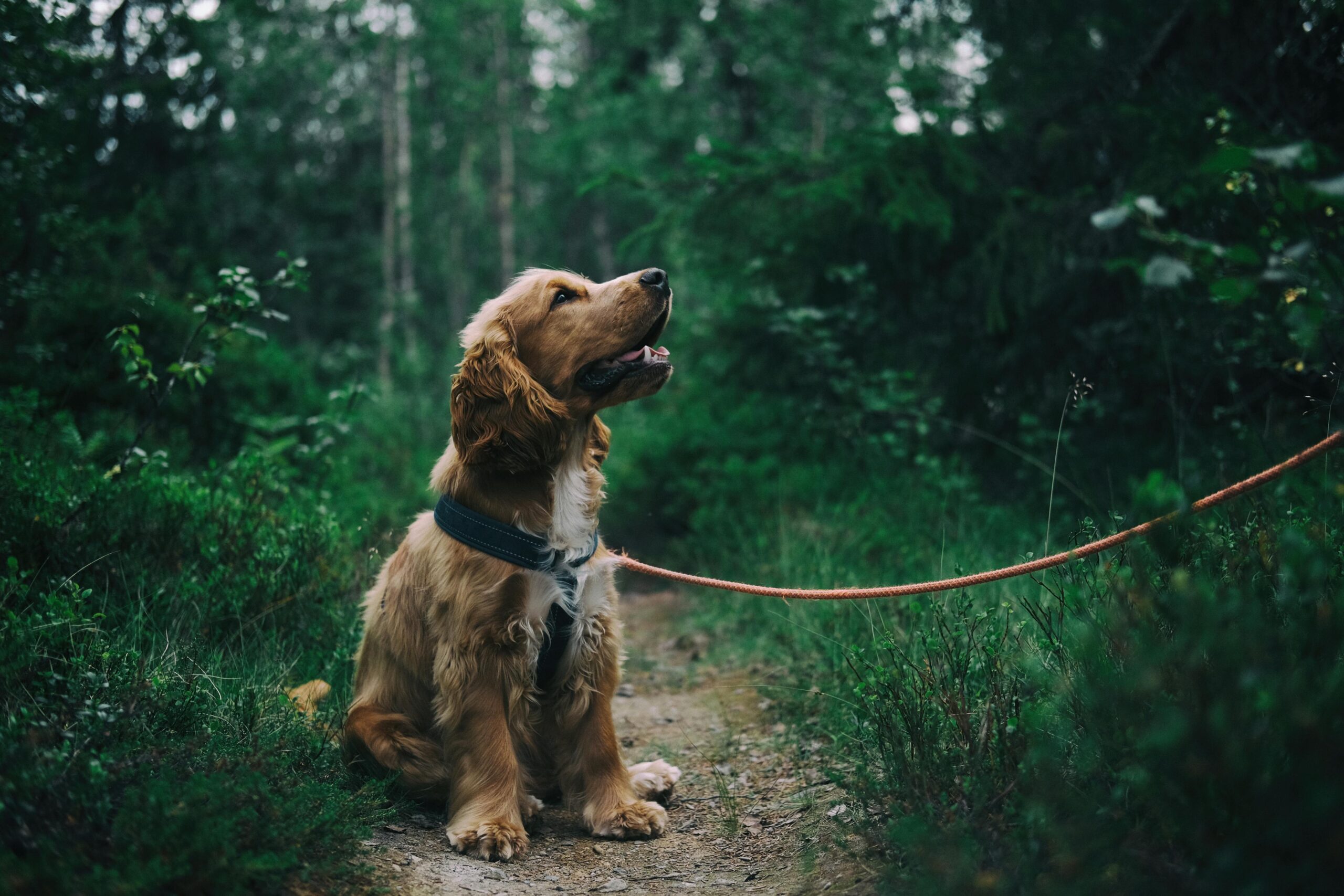 modele2-tiki-start-chien-dog-educatrice-canine